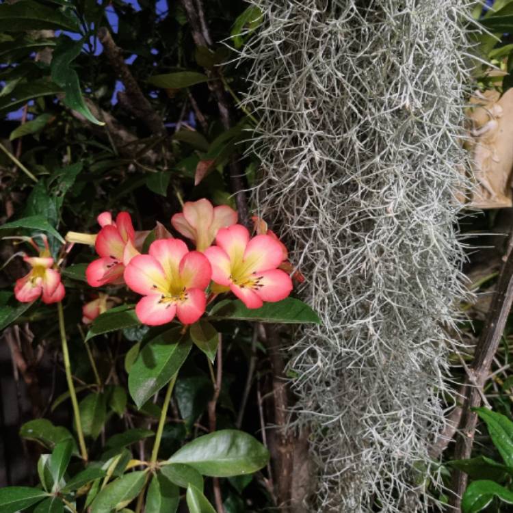 Plant image Tillandsia usneoides