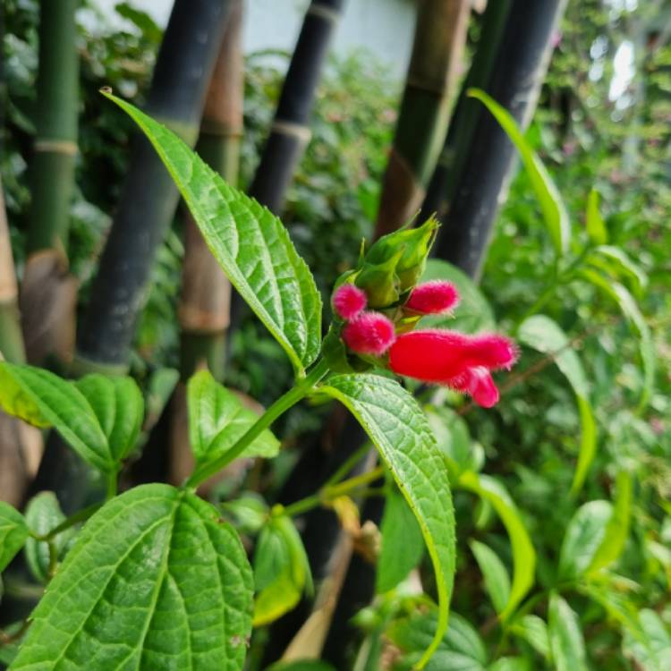 Salvia 'Oxyphora', Fuzzy Bolivian Sage - uploaded by @nej