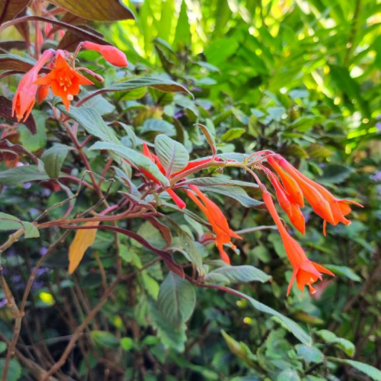 Plant image Fuchsia triphylla 'Thalia'