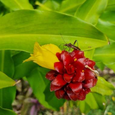 Costus Comosus X Cooroibah Brilliant 