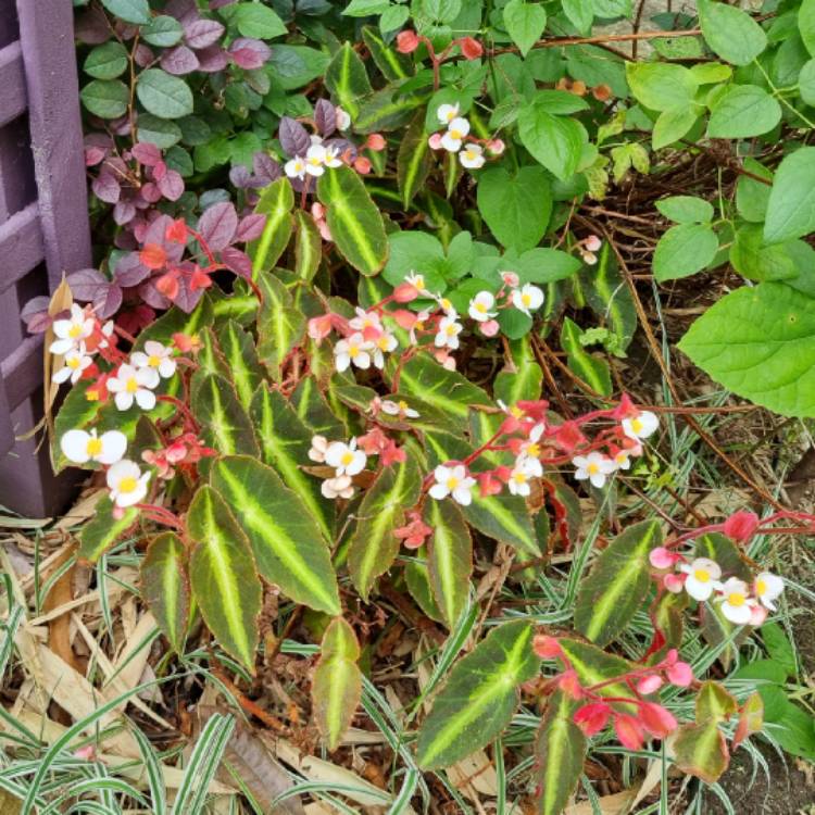 Begonia listada, Striped Begonia - uploaded by @nej