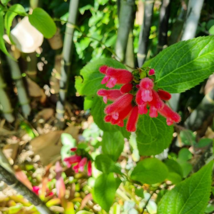 Salvia 'Oxyphora', Fuzzy Bolivian Sage - uploaded by @nej