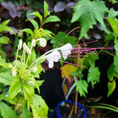 Clerodendrum incisum 'Macrosiphon'