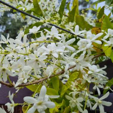 Petrea Volubilis