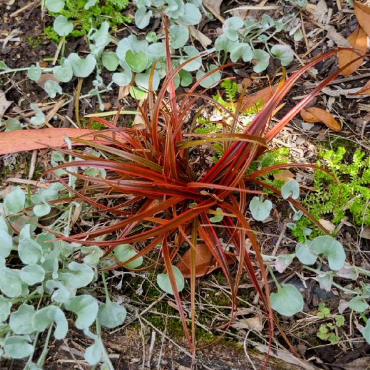 Plant image Uncinia rubra 'Everflame' syn. Uncinia rubra 'Belinda's Find'