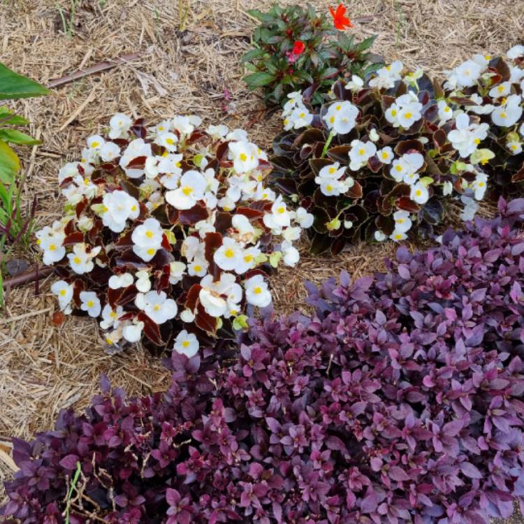 Plant image Begonia (Semperflorens Cultorum Group)  syn. Begonia semperflorens