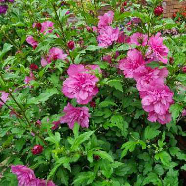 Hibiscus syriacus 'Pink Chiffon'