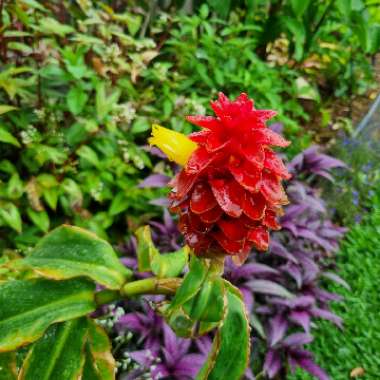 Costus comosus var. bakeri