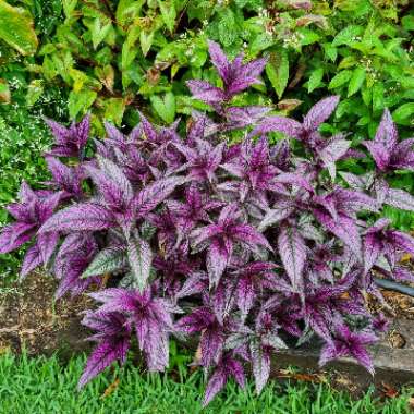 Persian Shield