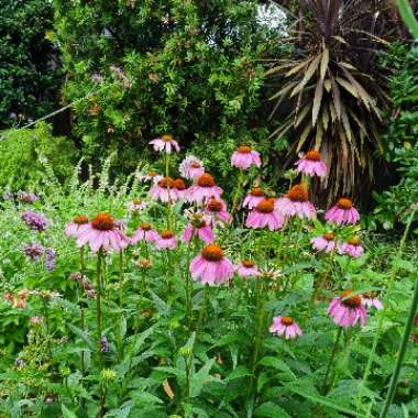 Coneflower (Echinacea)