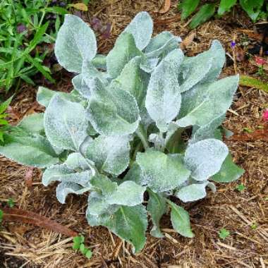 Senecio Angel Wings