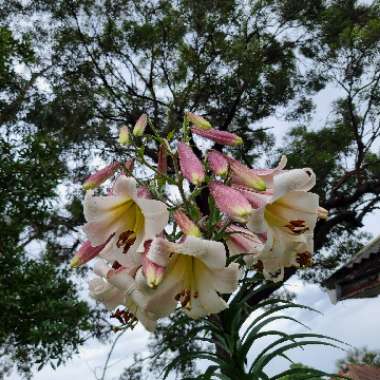 Lily (Species) Easter Lily