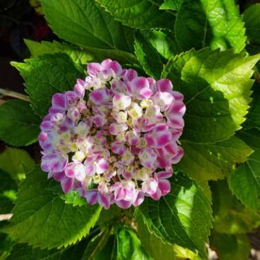 Hydrangea