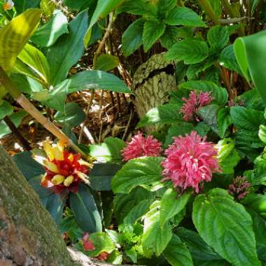 Brazilian plume flower