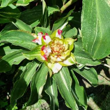 Costus Candy Cane 