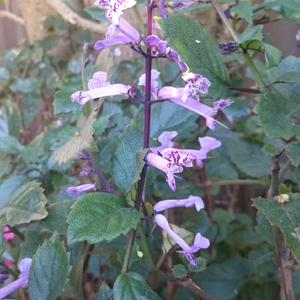 Plectranthus argentatus 'Silver Shield'