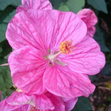 Abutilon 'Red Tiger'