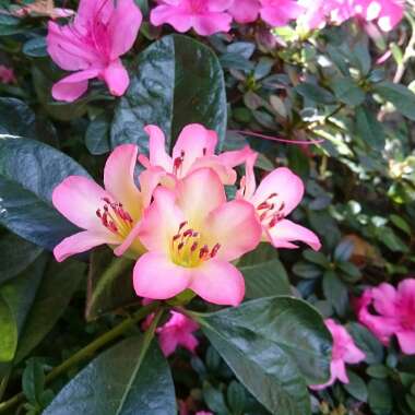 Rhododendron vireya 'Apassionata'