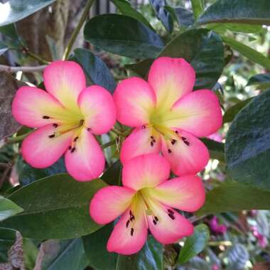 Rhododendron 'Laura's Love'