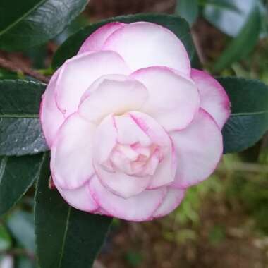 Camellia sasanqua 'Paradise Blush'