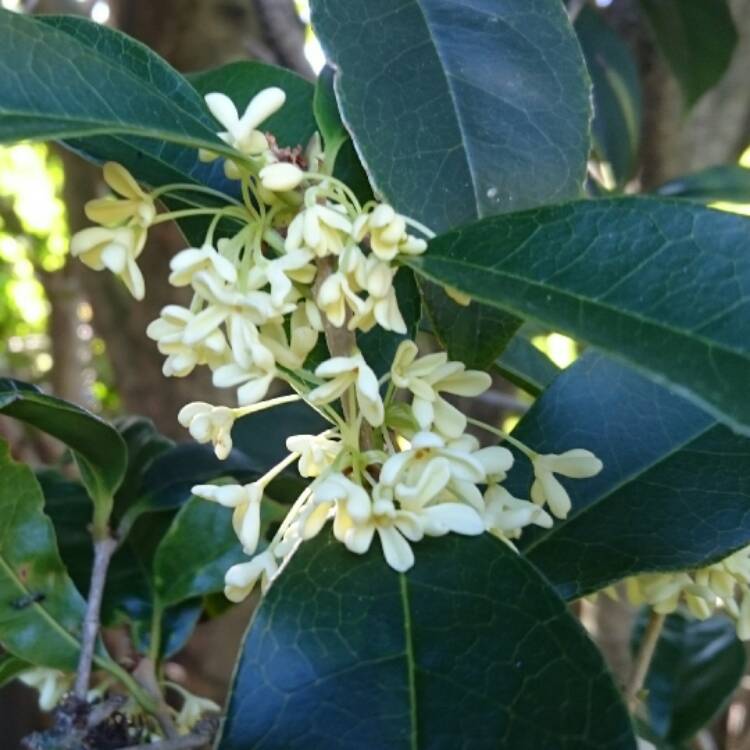 Plant image Osmanthus Fragrans