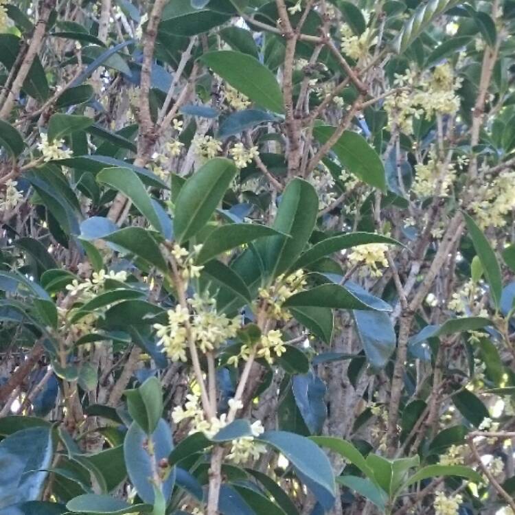 Plant image Osmanthus Fragrans