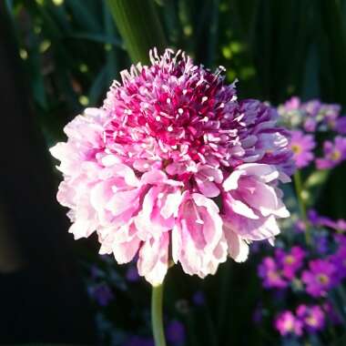 Scabiosa caucasica