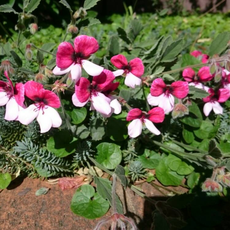 Plant image Pelargonium 'Splendide'