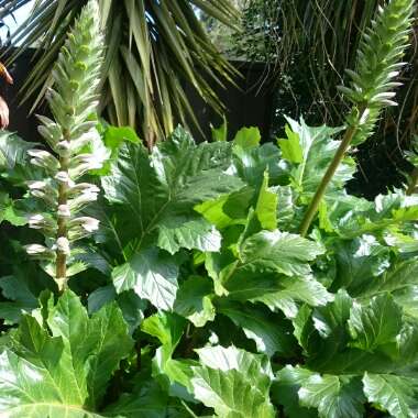 Acanthus mollis 'Hollard's Gold'