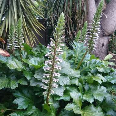 Acanthus mollis 'Hollard's Gold'