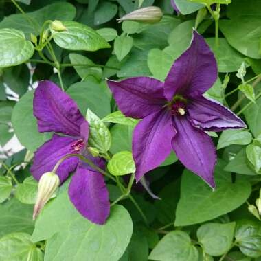 Clematis viticella 'Polish Spirit'