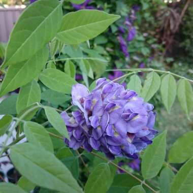 Wisteria frutescens