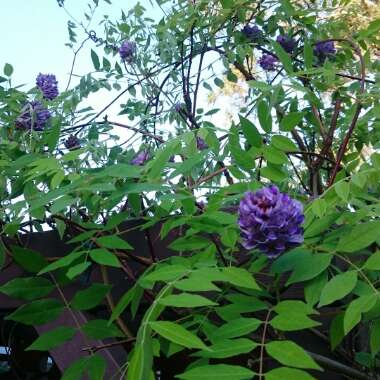 Wisteria frutescens