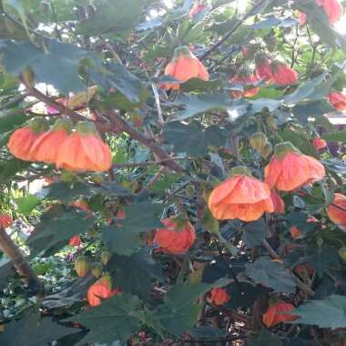 Abutilon 'Red Tiger'