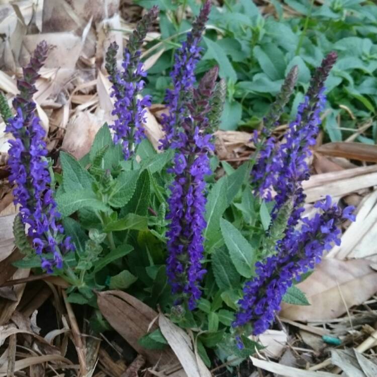 Plant image Salvia x sylvestris 'Balsalarv' syn. Salvia x sylvestris 'Blue Marvel', Salvia nemorosa 'Blue Marvel'