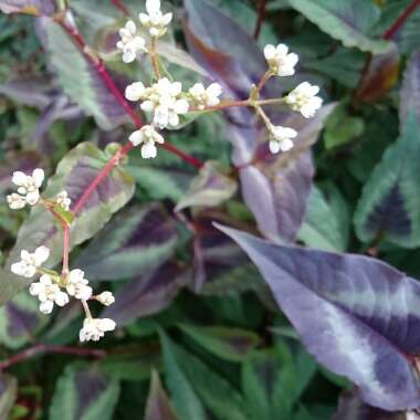 Persicaria microcephala 'Red Dragon'