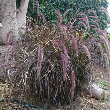 Pennisetum setaceum 'Rubrum'