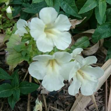 Mimulus