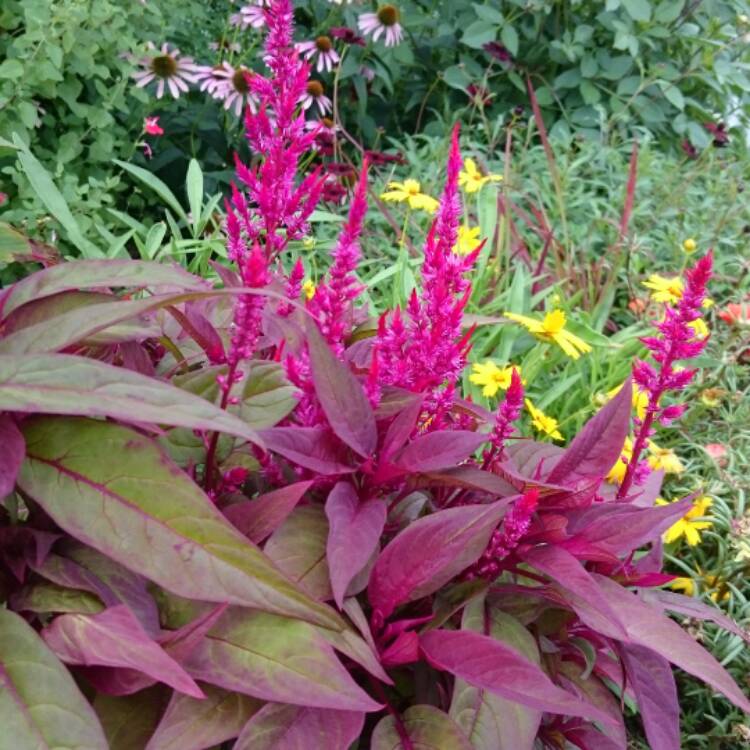 Plant image Celosia argentea var. cristata (Plumosa Group) 'Dragon's Breath'