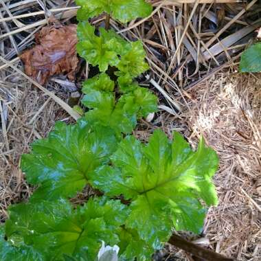 Acanthus mollis 'Hollard's Gold'