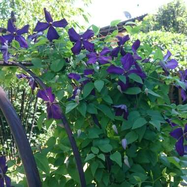 Clematis viticella 'Polish Spirit'