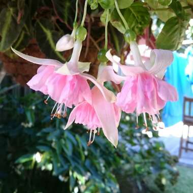 Fuchsia x hybrida 'Marcus Graham'