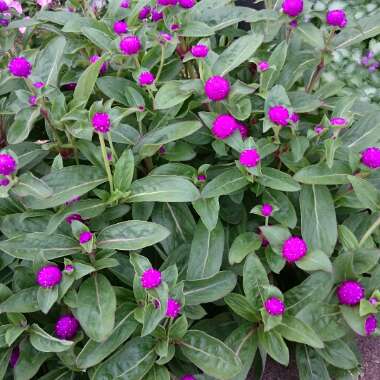 Gomphrena globosa