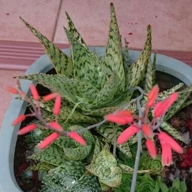 Aloe 'Guido'