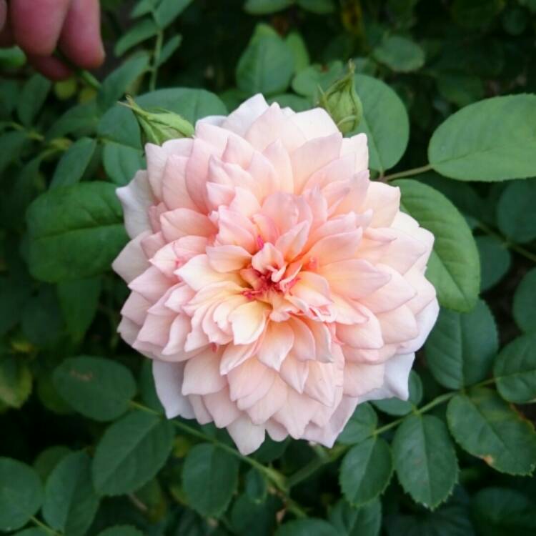 Plant image Rosa 'Auskeppy' syn. Rosa 'Grace'