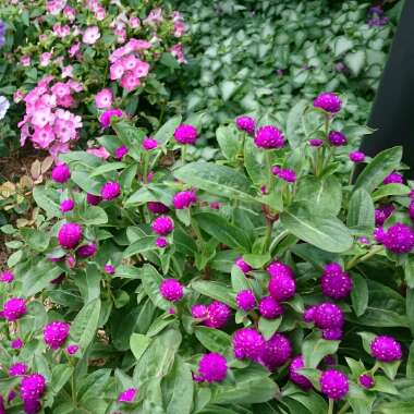 Gomphrena globosa