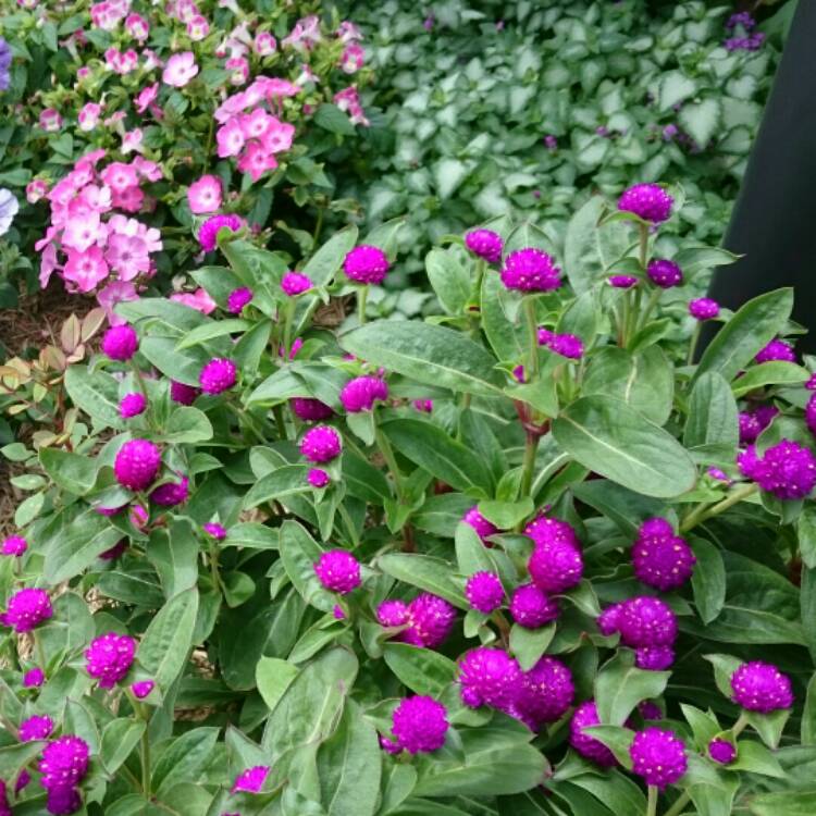 Plant image Gomphrena globosa