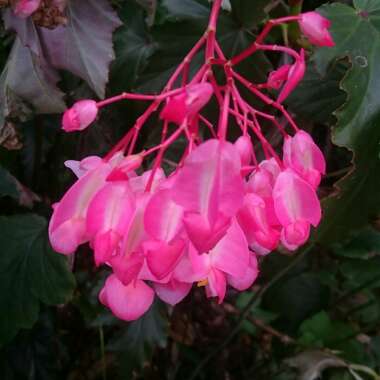 Begonia (Cane Stemmed)