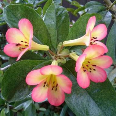 Rhododendron 'Laura's Love'