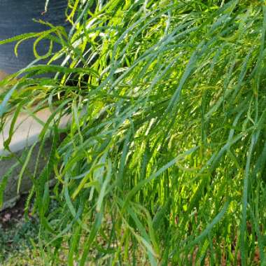 Acacia cognata 'Fettuccine'